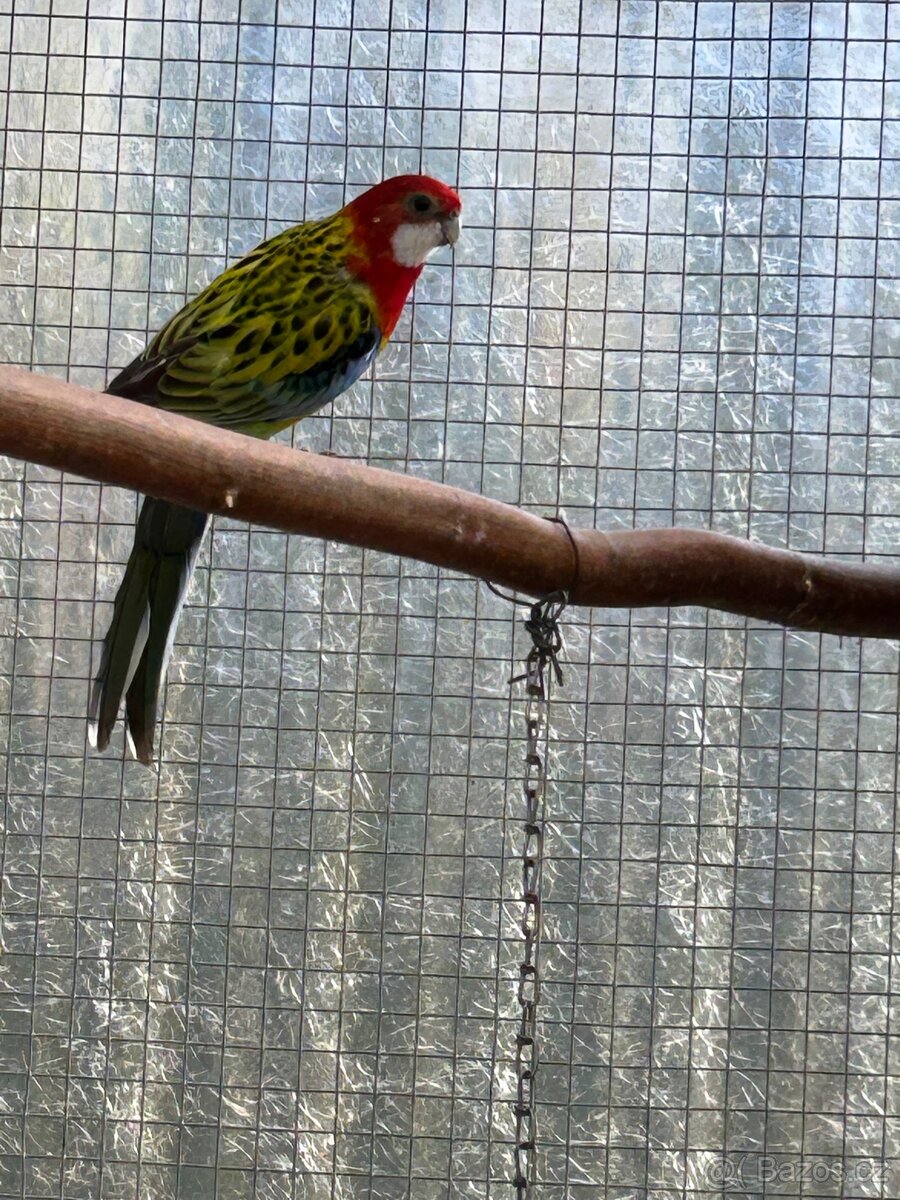 Rosela gold mantel - 2