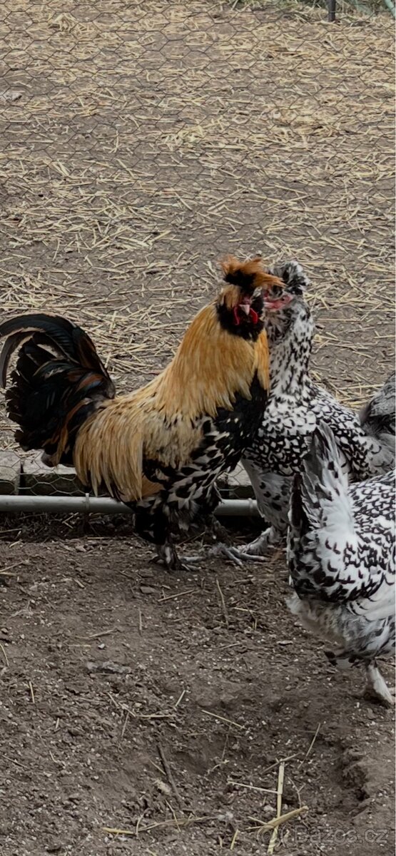 Násadová vejce - Pavlovská slepice - 2