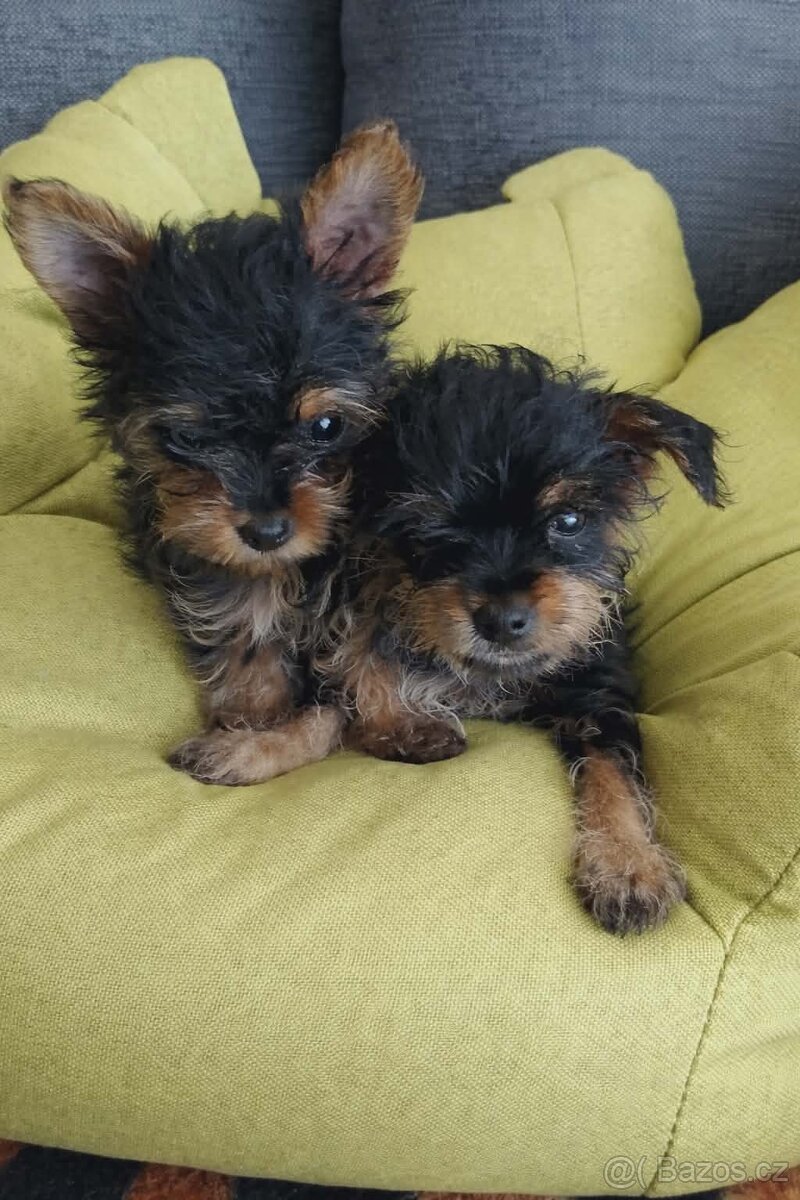 Jorkšírský teriér štěňata bez PP - 2