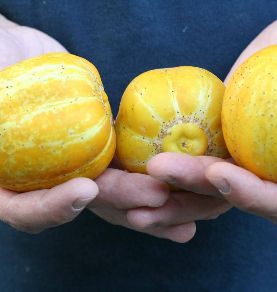 Citronové popínavé mini okurky (10 semen) - 2