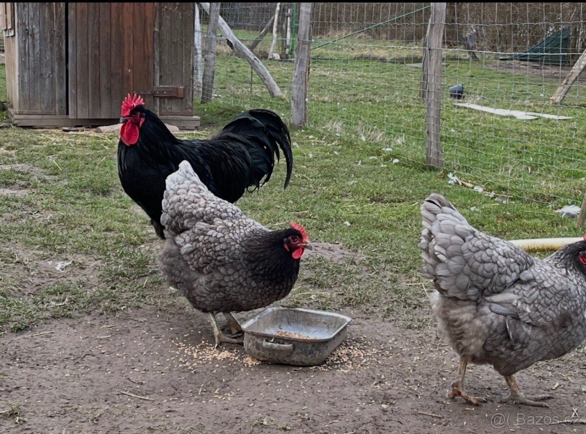 Kuřata žerzejský obr - 2