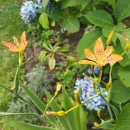 Angínovník čínský - 2