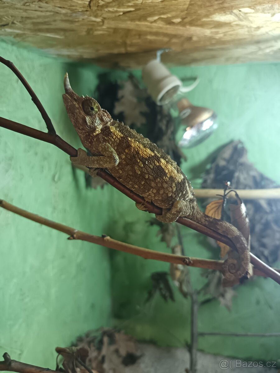 Chameleon třírohý, trioceros jacksonii - 2