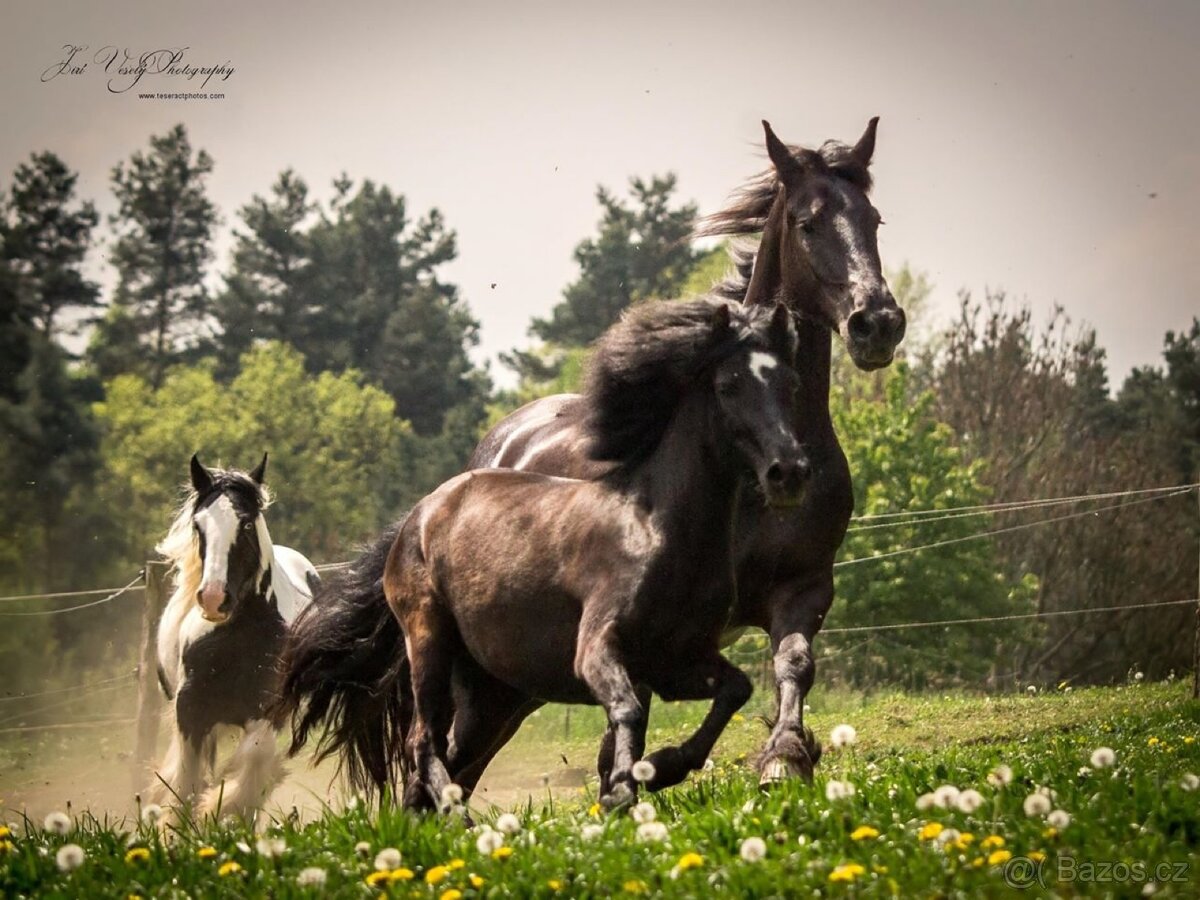 Pony klisna - 2