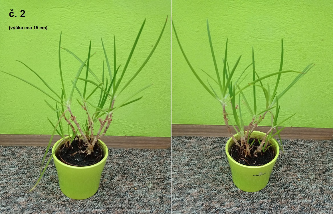 Pokojovky - různé - 2