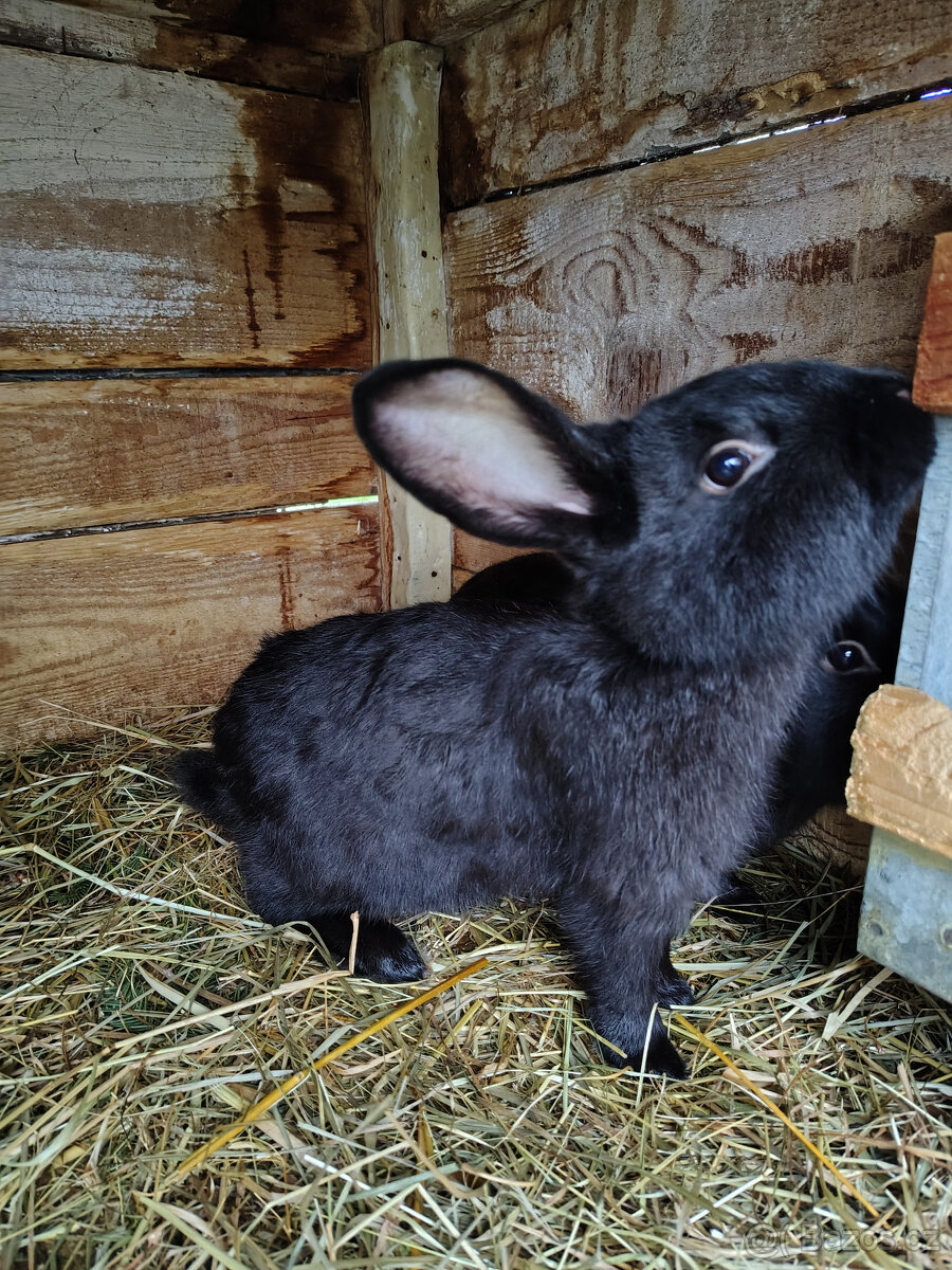 Králík - samci - 2