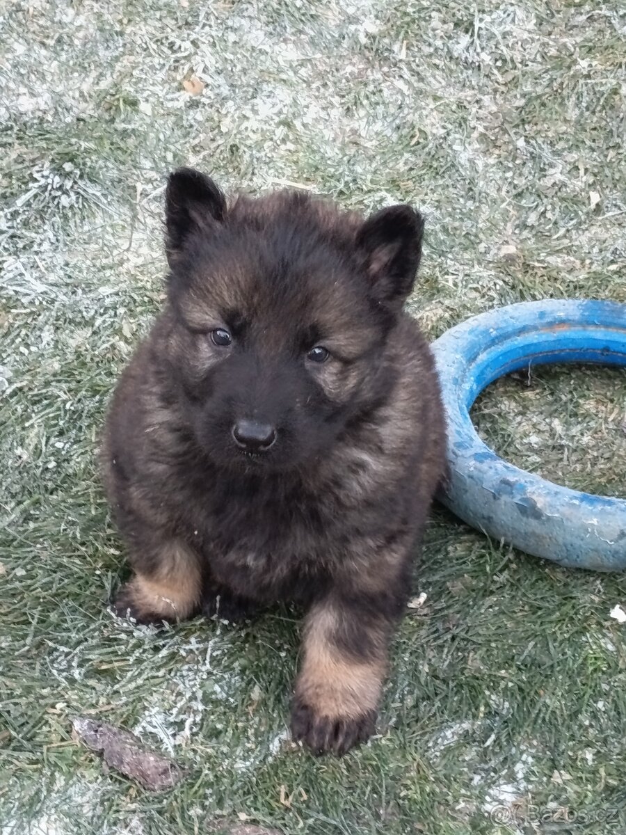 Německý ovčák s PP - 2