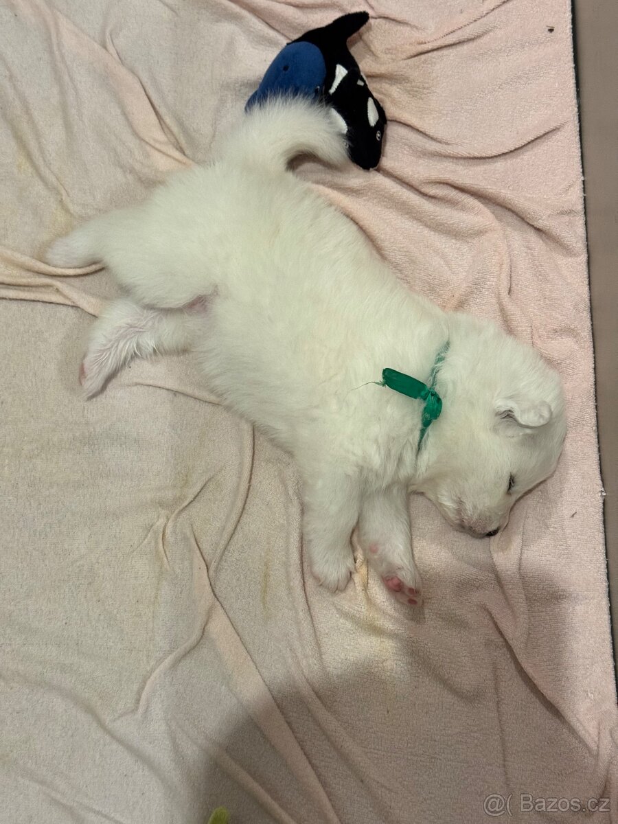 Samojed – Poslední štěně (s PP) - 2