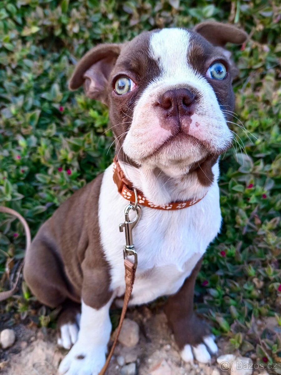 Bostonský teriér, štěňátko s PP - odběr únor 2026 - 2