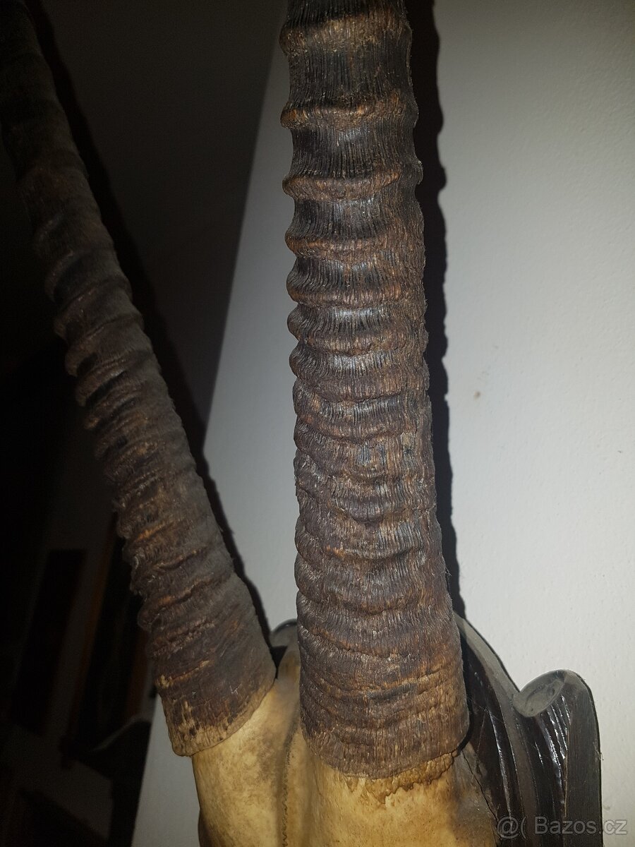 Trofej antilopa oryx - 2