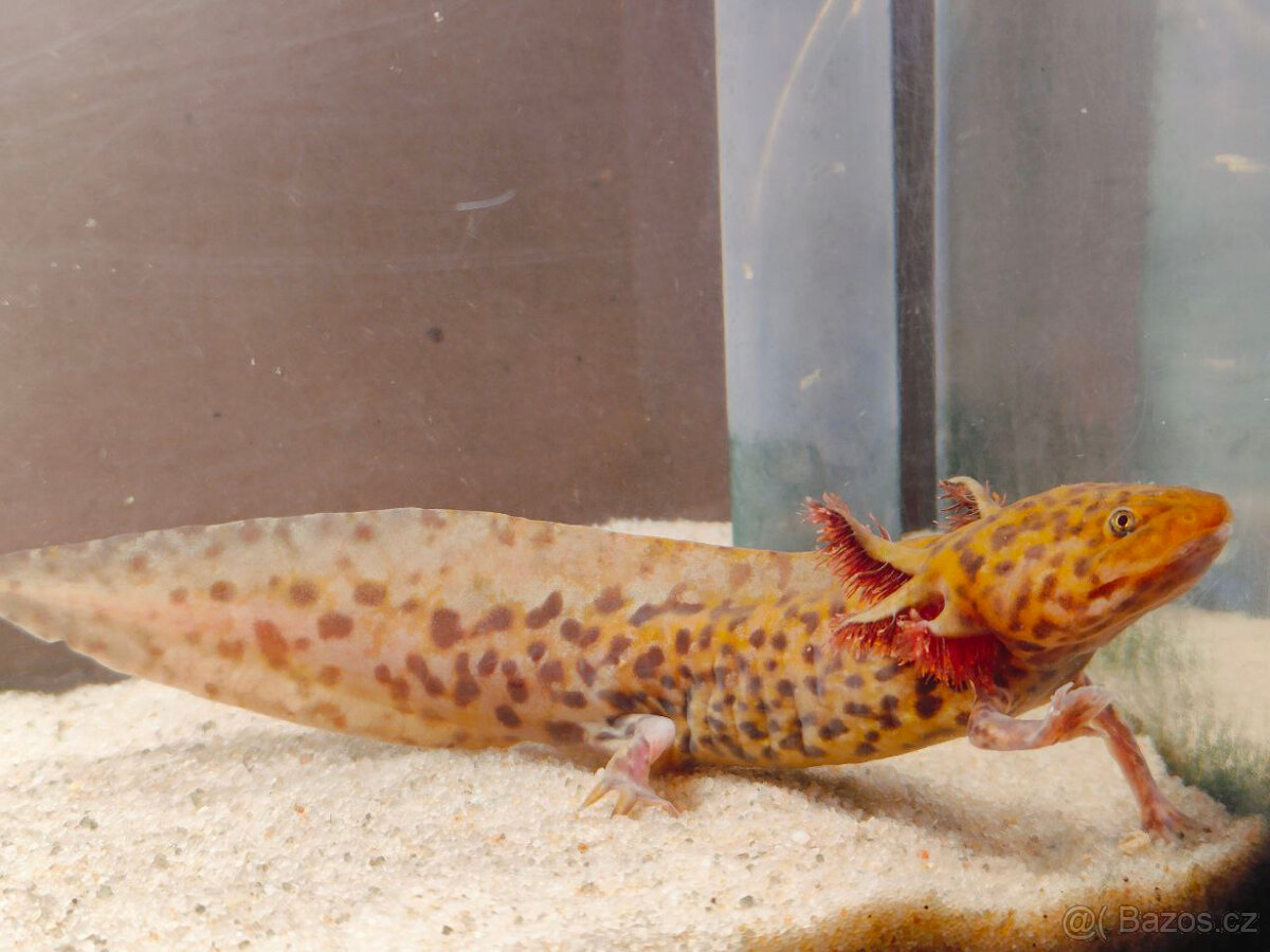 Axolotl Copper Axanthic - 2
