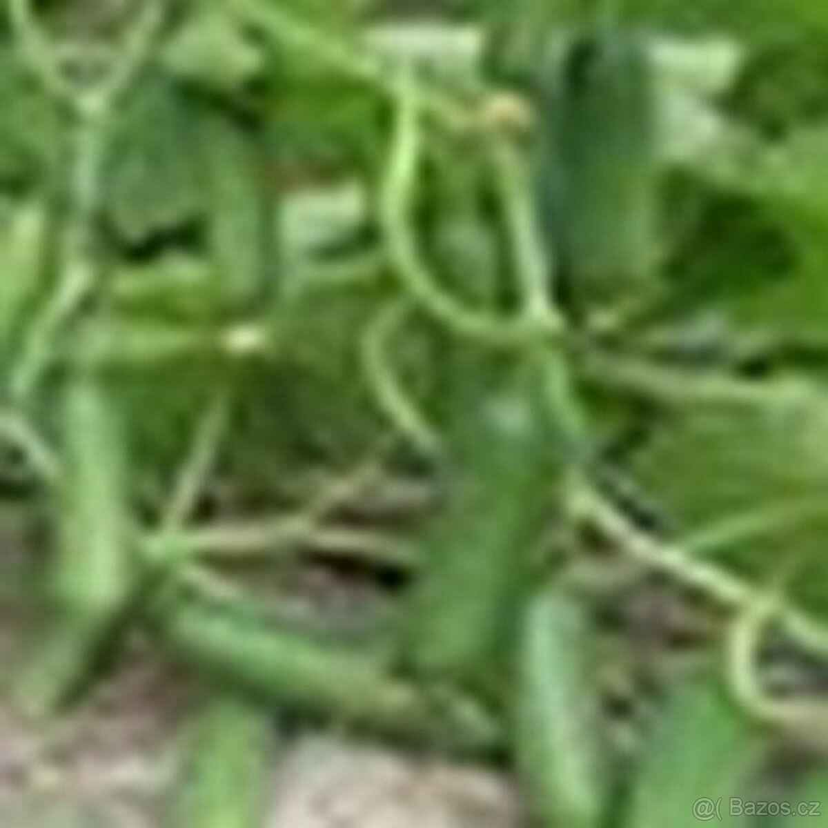 Okurky Marketmore,hladké střední velikosti,20semen - 2