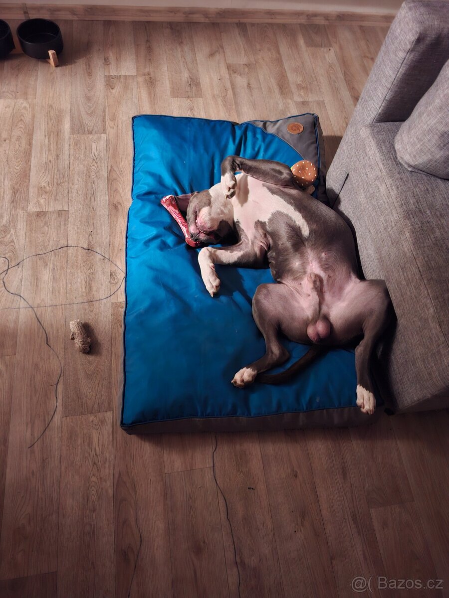 Prodám štěně Americký staford 8měsíců. - 2