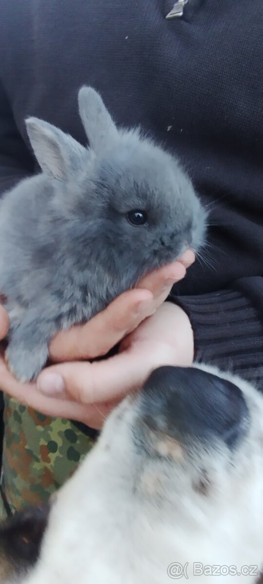 Zakrslý králíček - 2