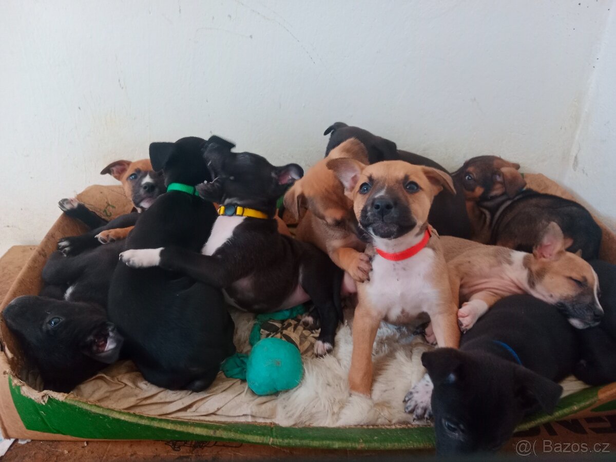 Stafford × Malinois - 2