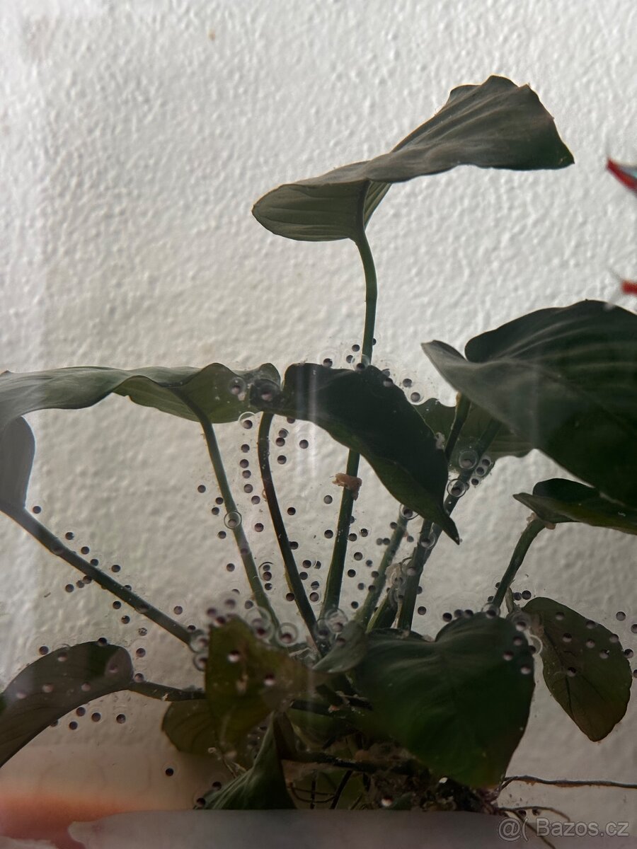 Vajíčka axolotla mexického - 2