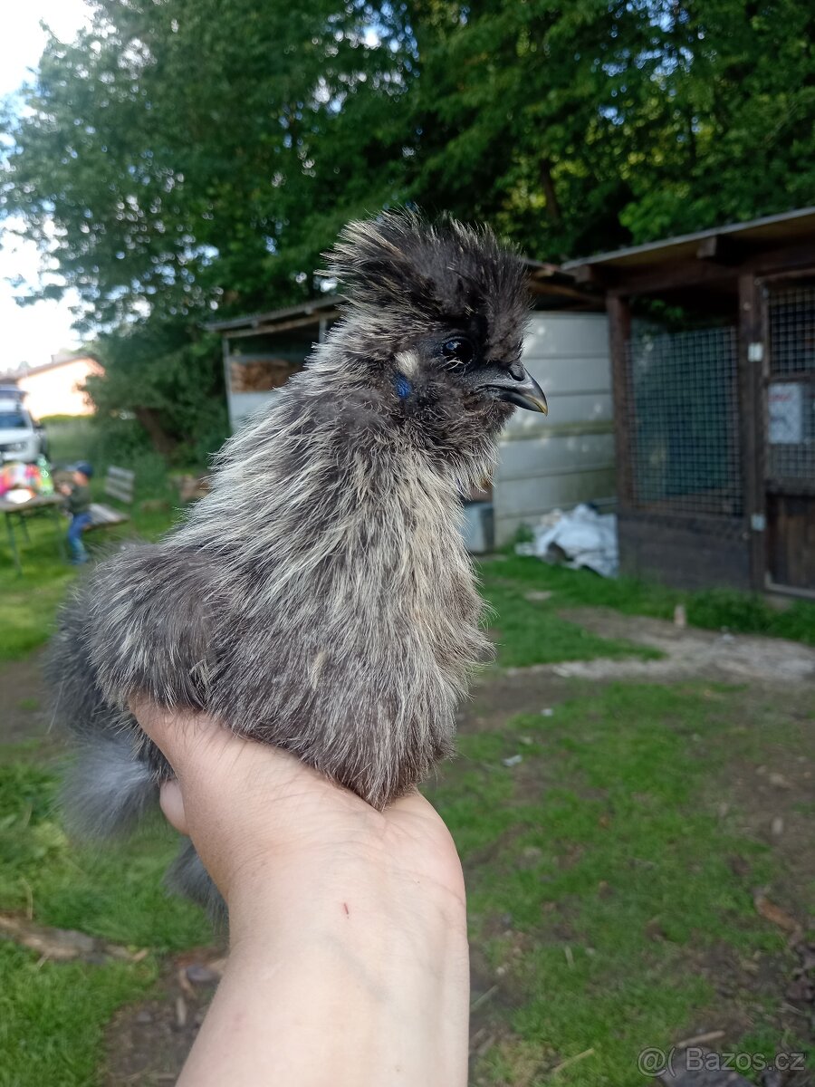 Krasny mlady kohoutek hedvabnicky - 2
