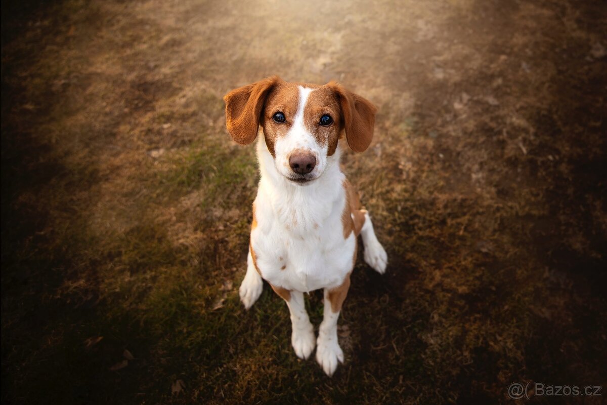 Sindy - 2