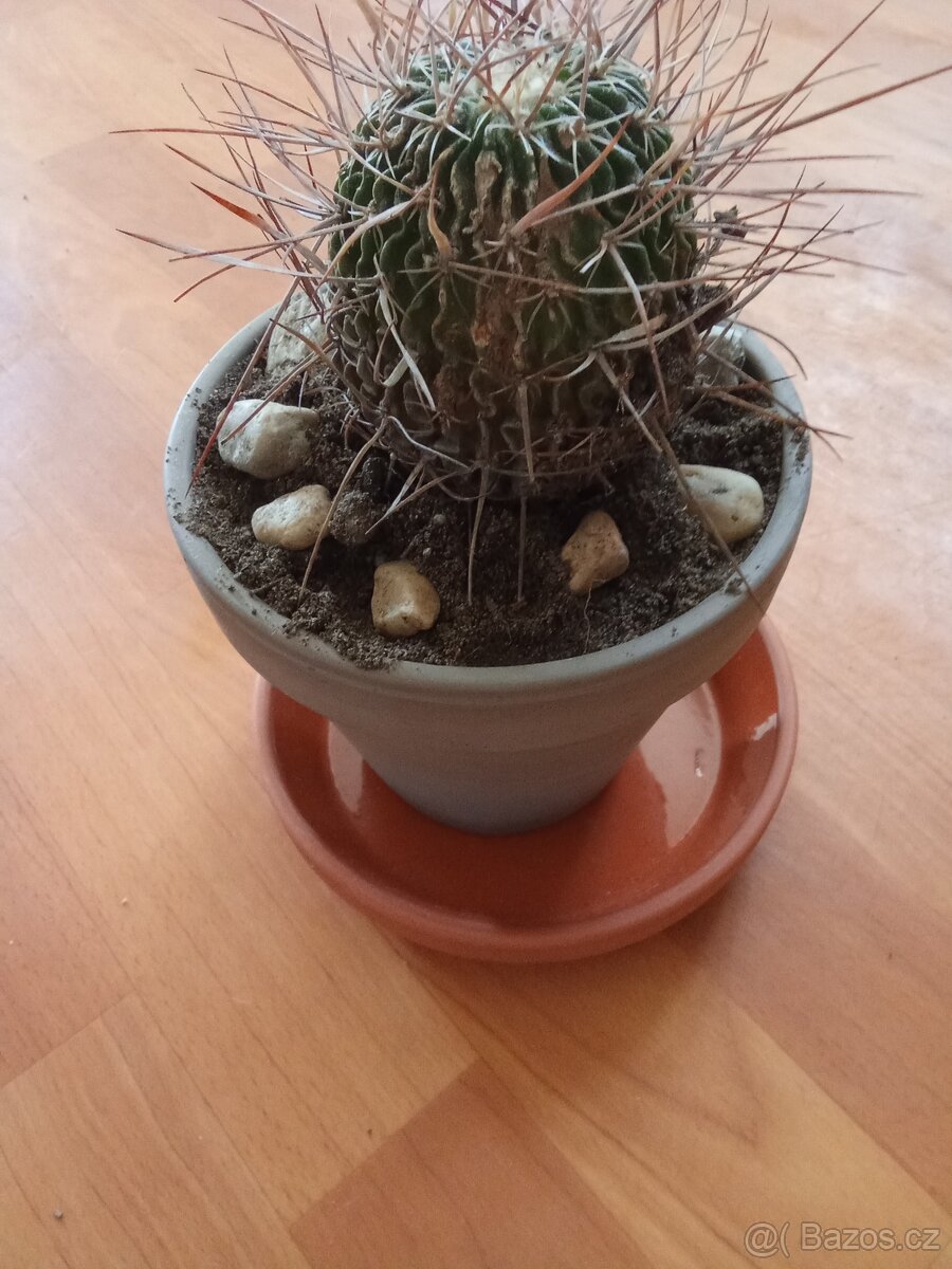 Echinocactus grusonii - Ježova hlava - 2