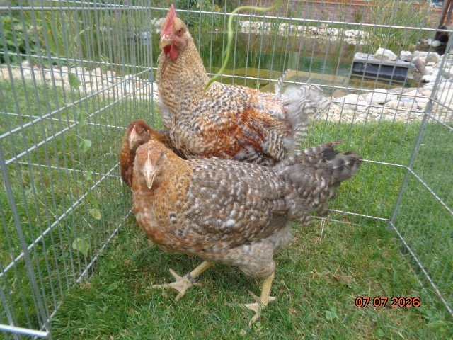 Bielefeldka rodobarvá - 2