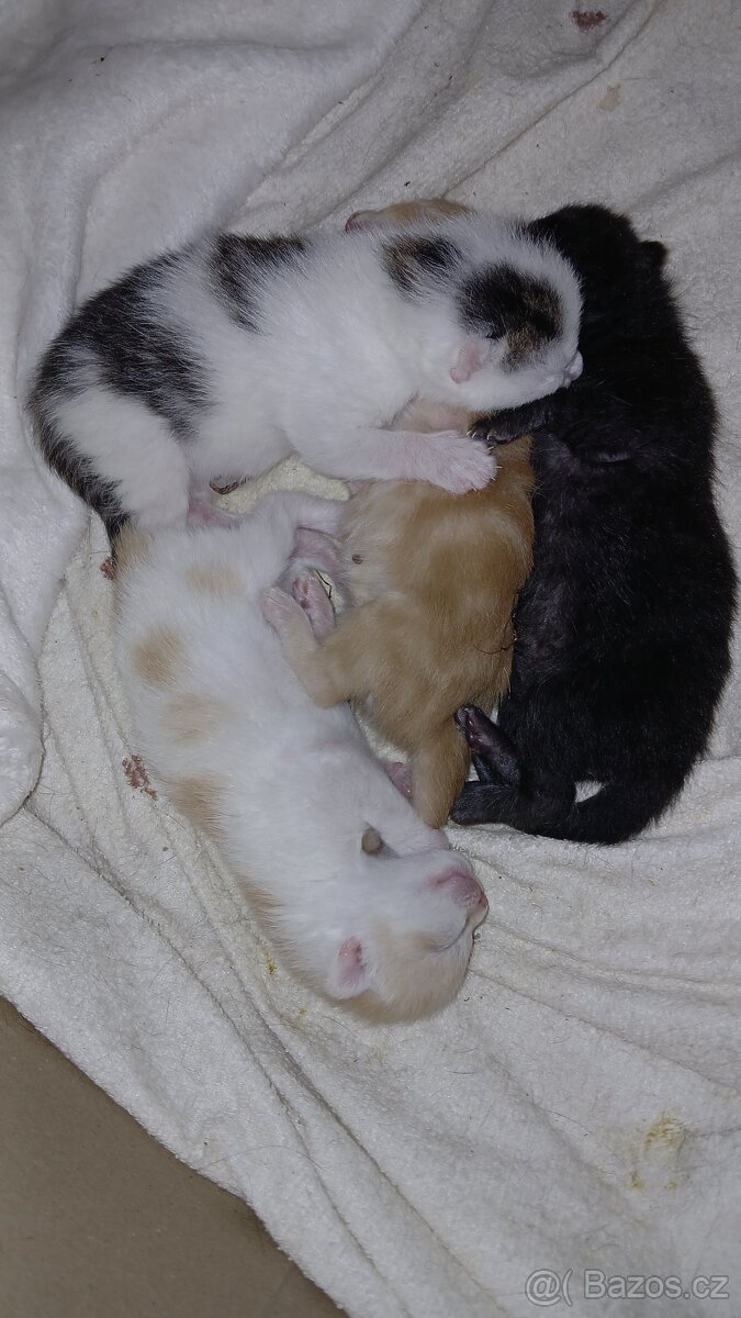 Koťátka britská maminka prodám - 2