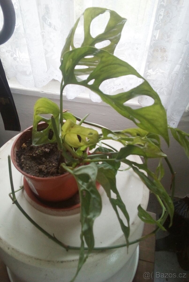 5x pokojová Monstery Monkey Leaf - 2