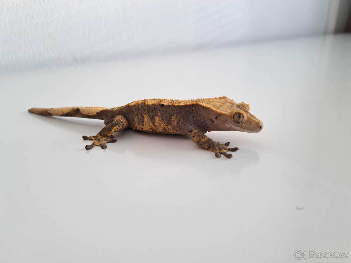 pagekon řasnatý - 2