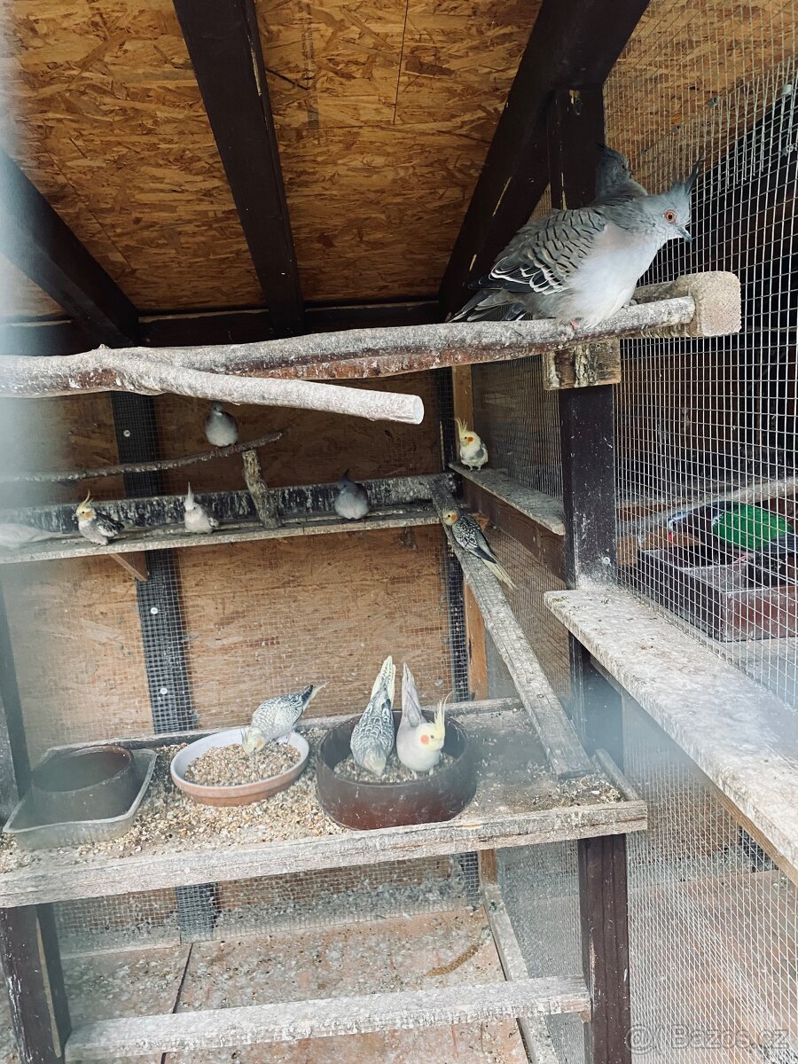 Holub chocholatý - 2