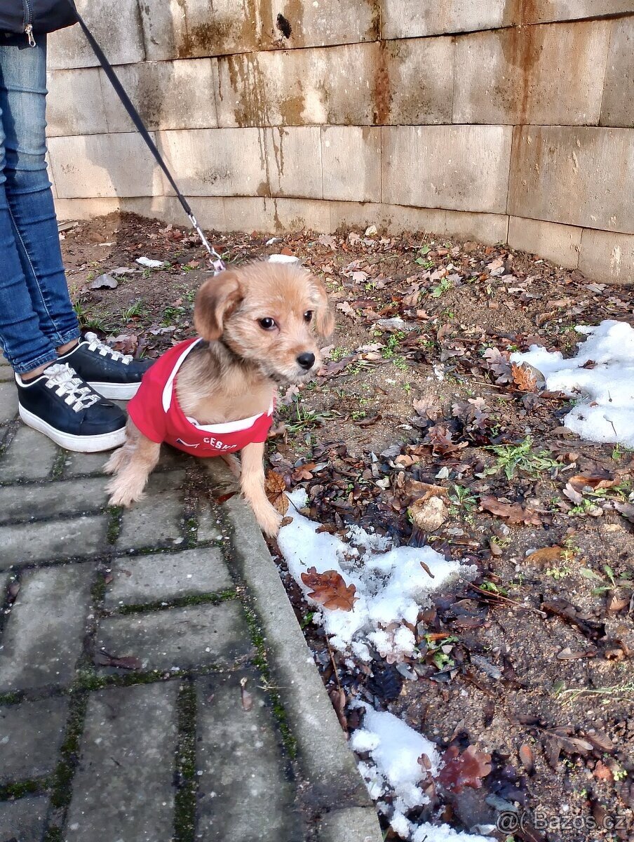 Jezevčík drsnosrstý štěňátko s PP váha 3 kg - 2