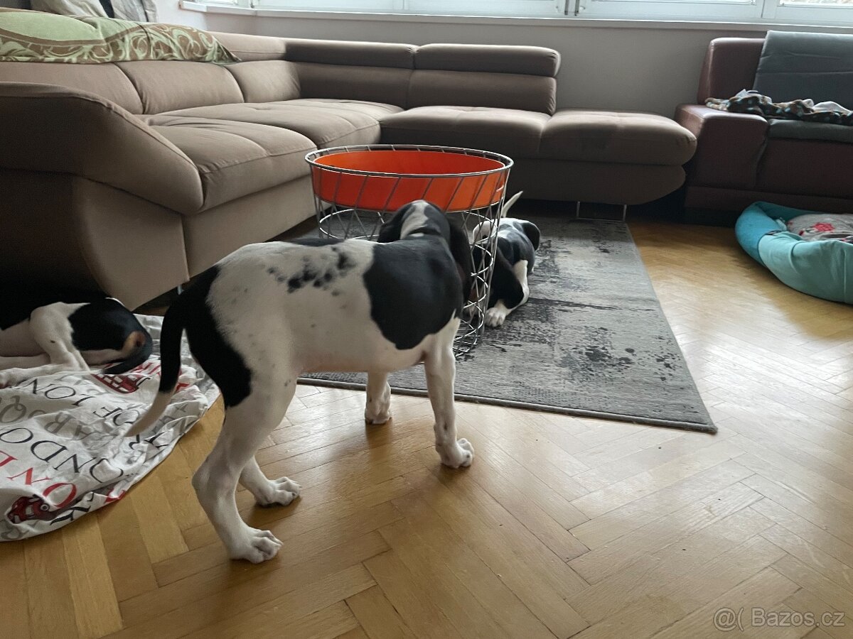 Štěně s PP ihned k odběru - 2