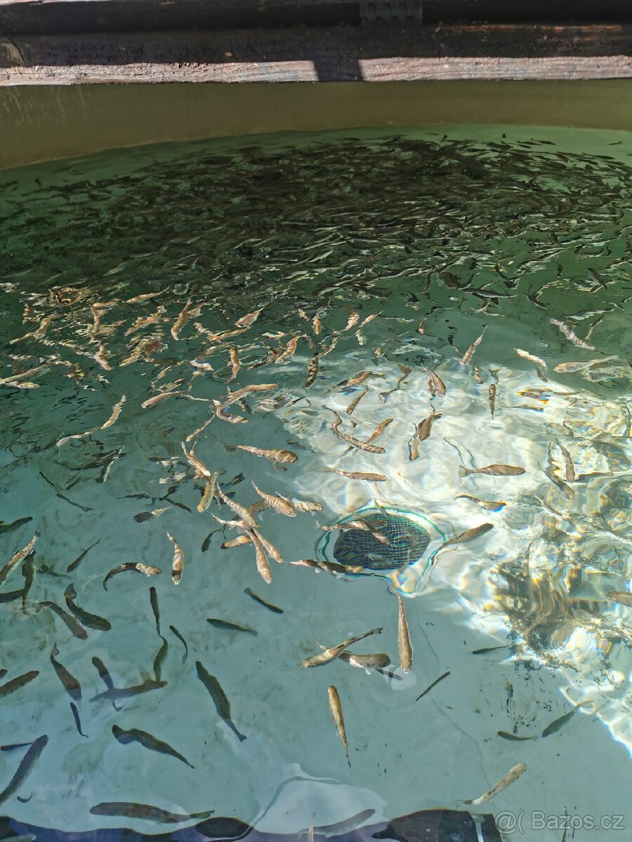 Nasada pstruha duhového, jesetera a úhoře - 2