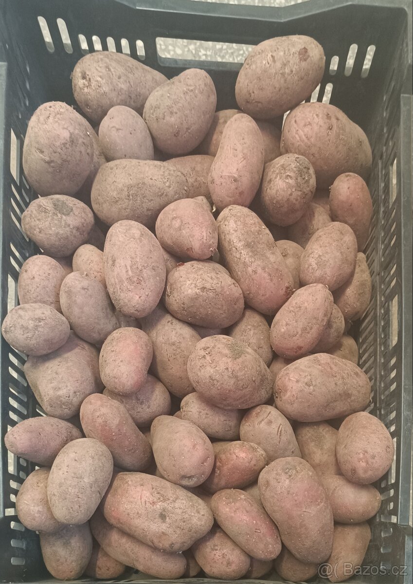 Červené brambory Laura - 2