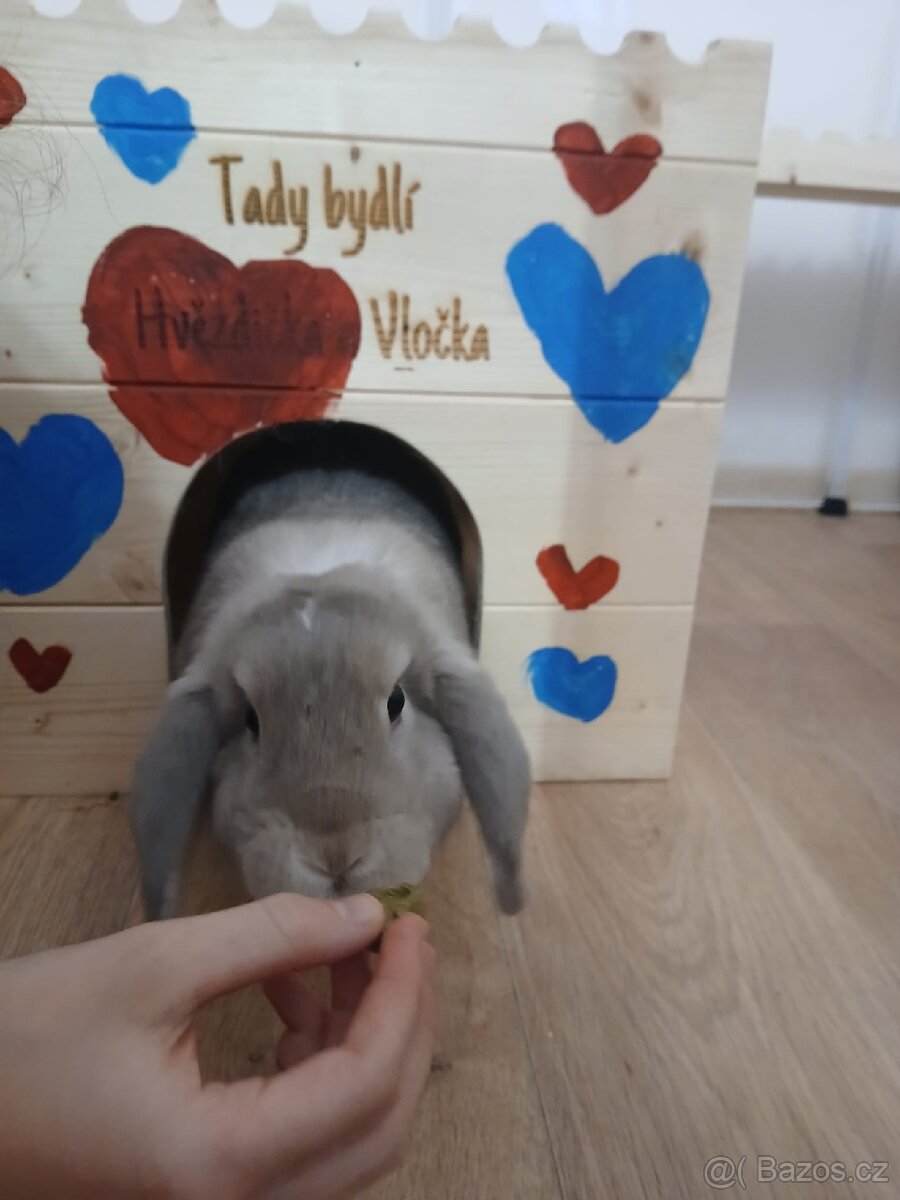 Králíček zakrslý Minilop - 2