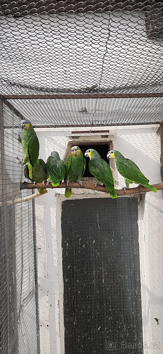 Amazoňan oranžovokřídlý - 2