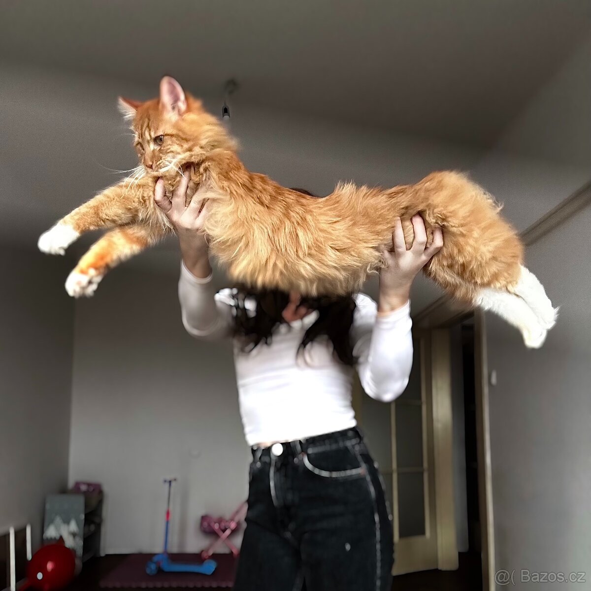 Mainská mývalí / MCO - 2