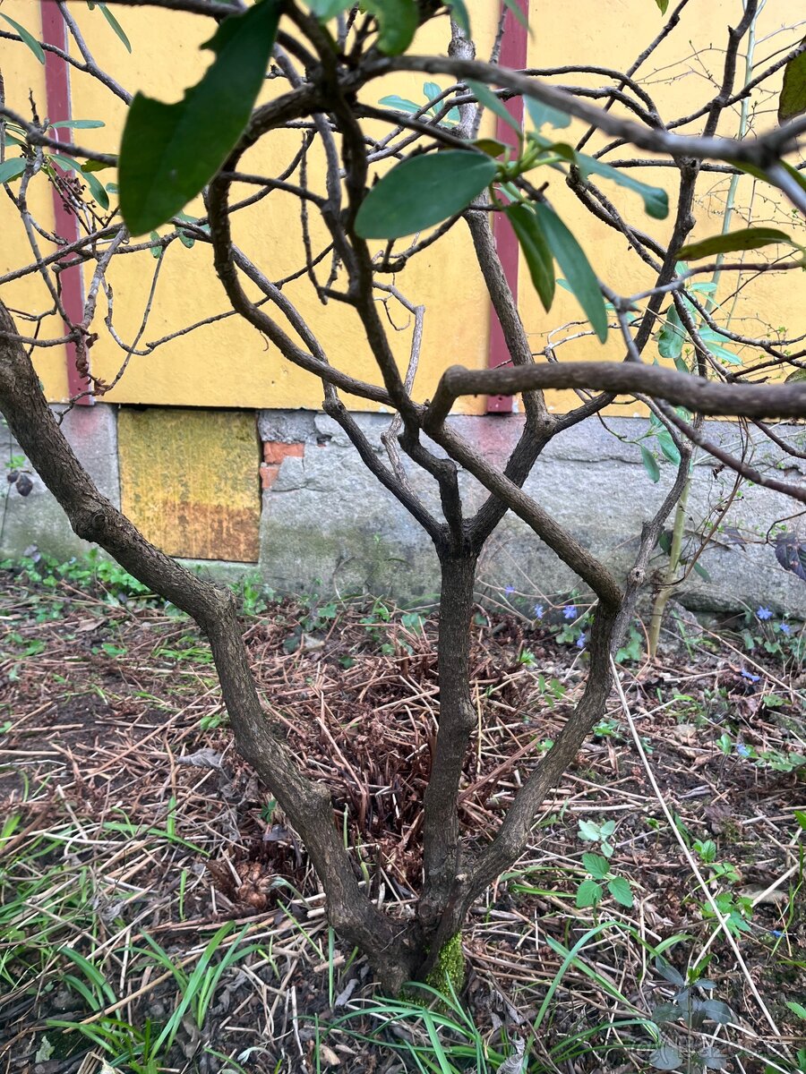 Rododendron 160 cm - 2