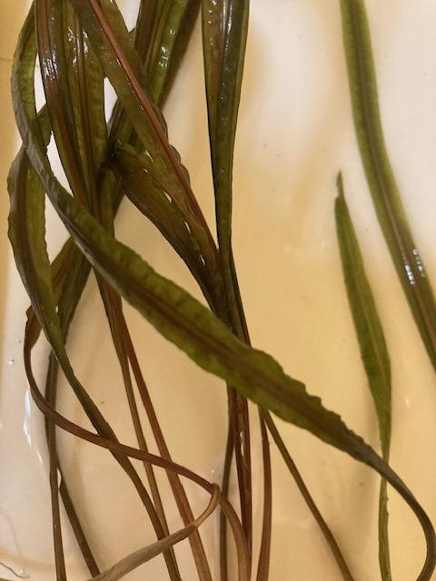Cryptocoryne balansae - 2