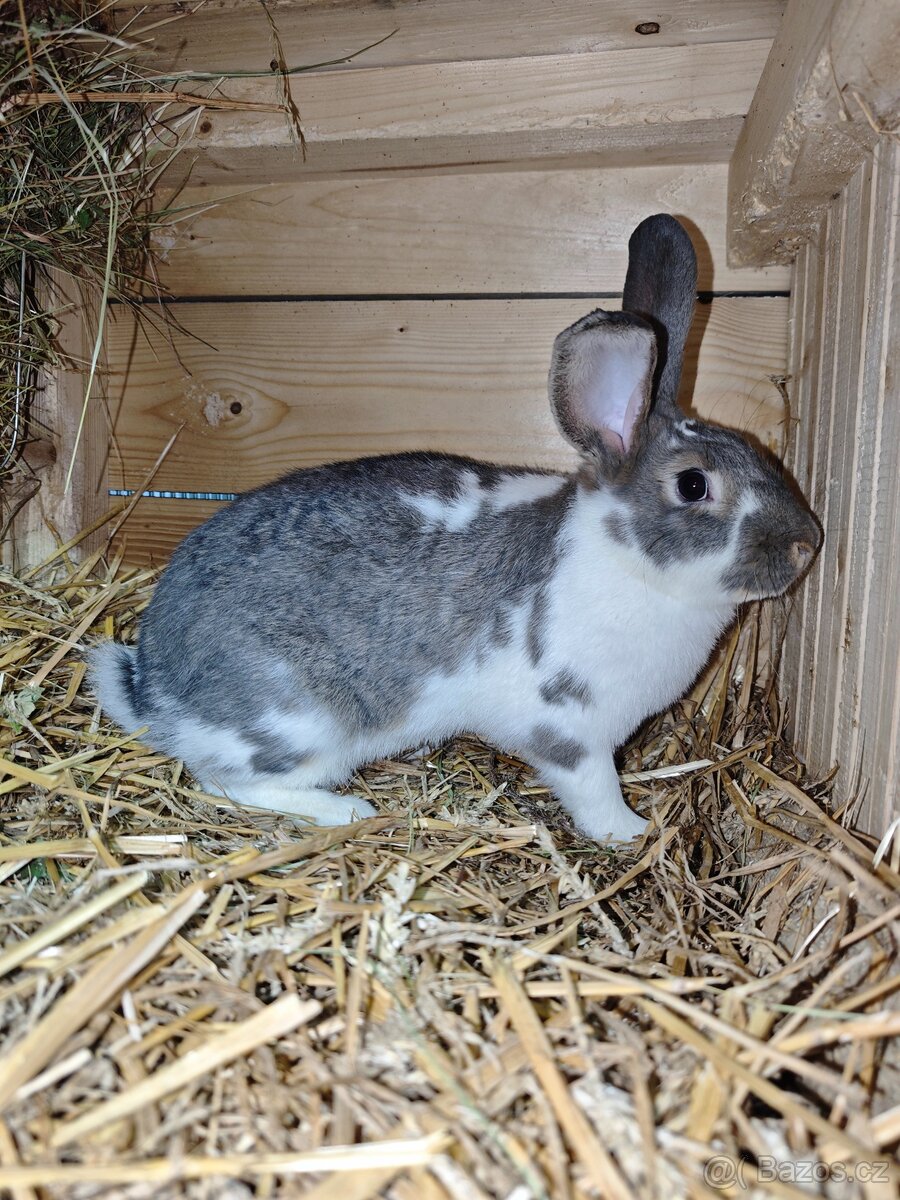 Králík - samice - 2