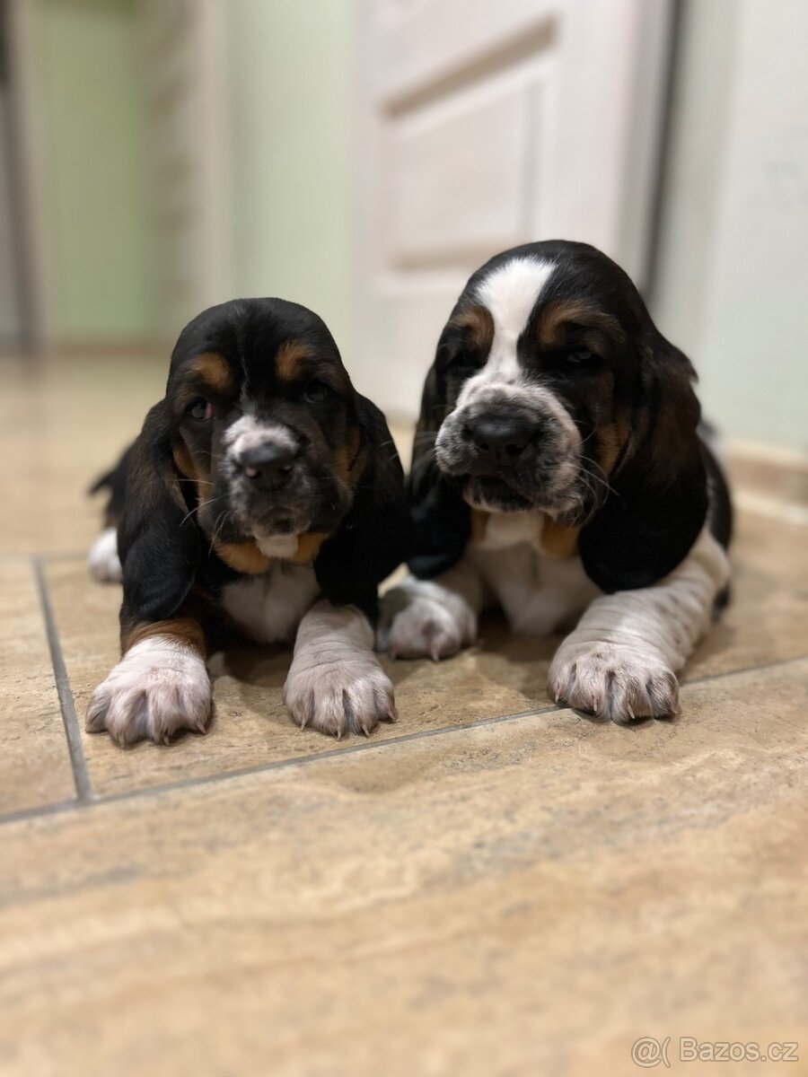 Basset hound šteniatka - rezervacie - 2