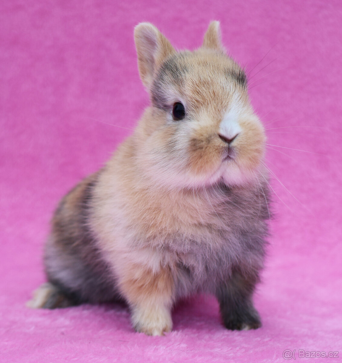 Zakrslý krátkouchý králíček , malinká samička . - 2