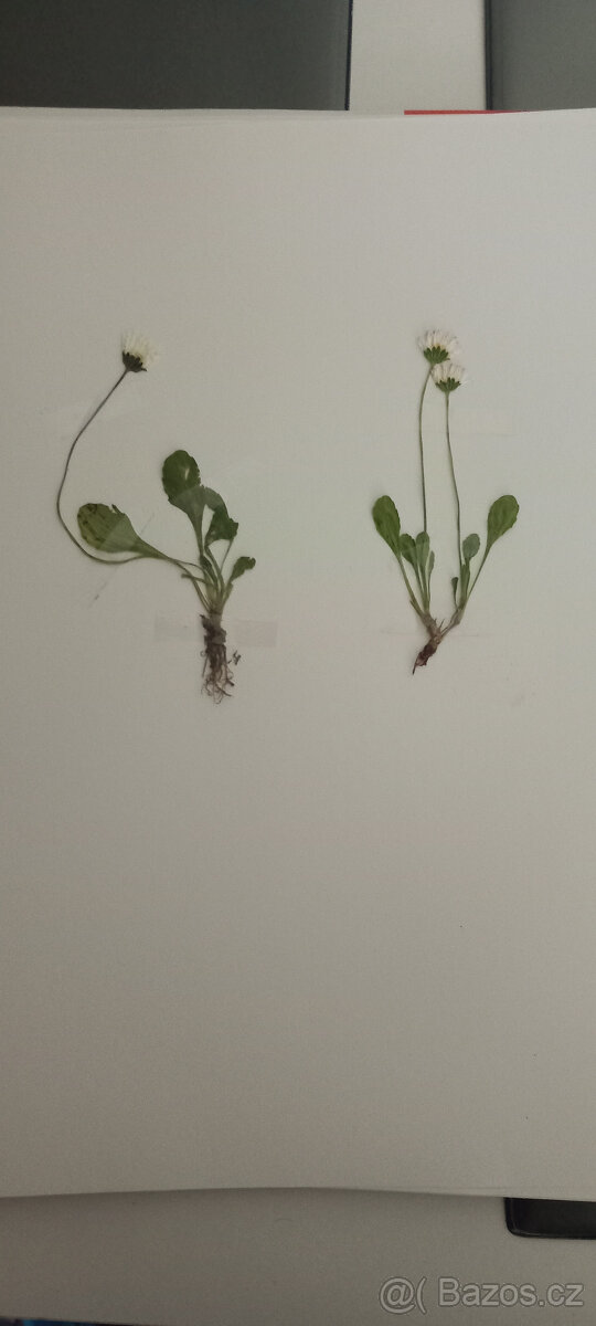 Vytvořím herbář - 2