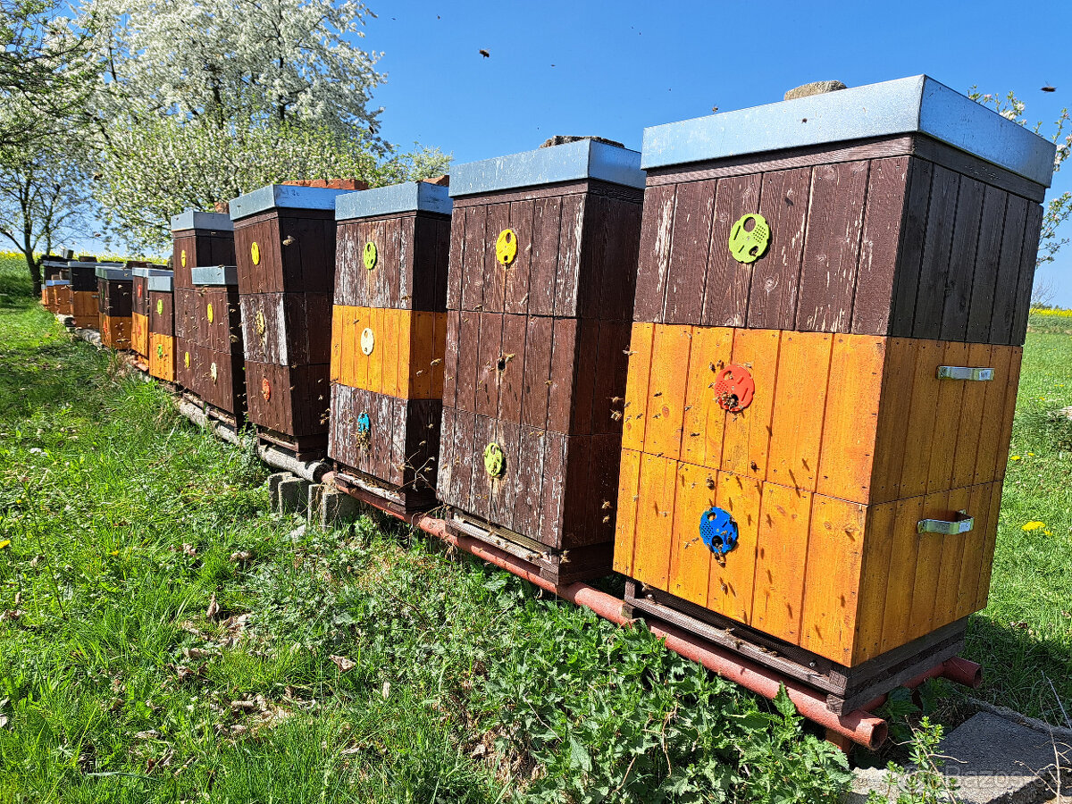 Prodám vyzimovaná včelstva - 2