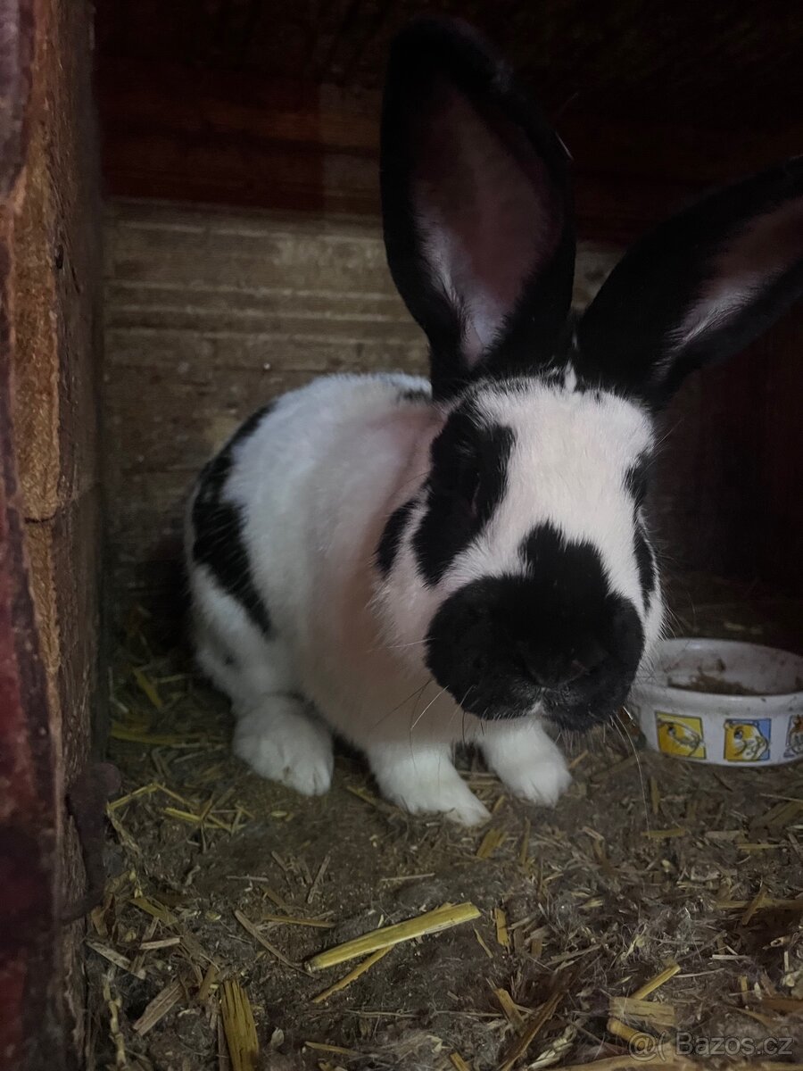 Králík samec - 2