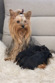 Jorkširsky teriér - 2