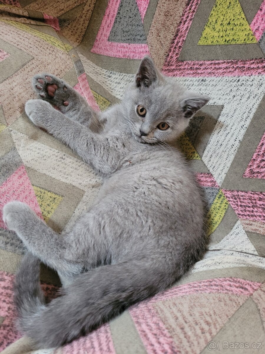 Britské modré kotě - 2