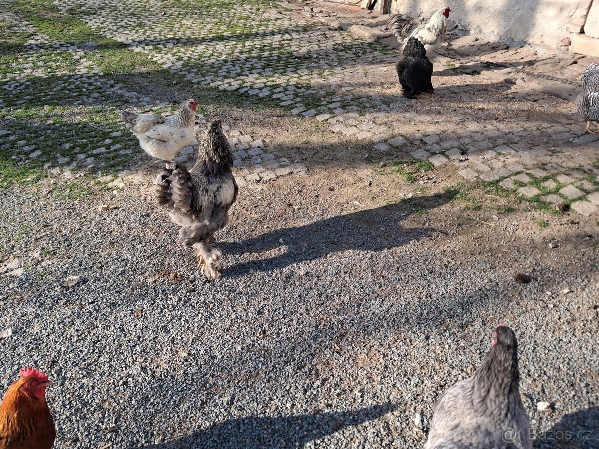 Prodám kohouta a indické běžce - 2