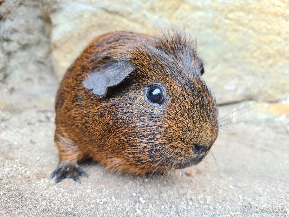 Morče - kluk, věk rok a kousek - 2