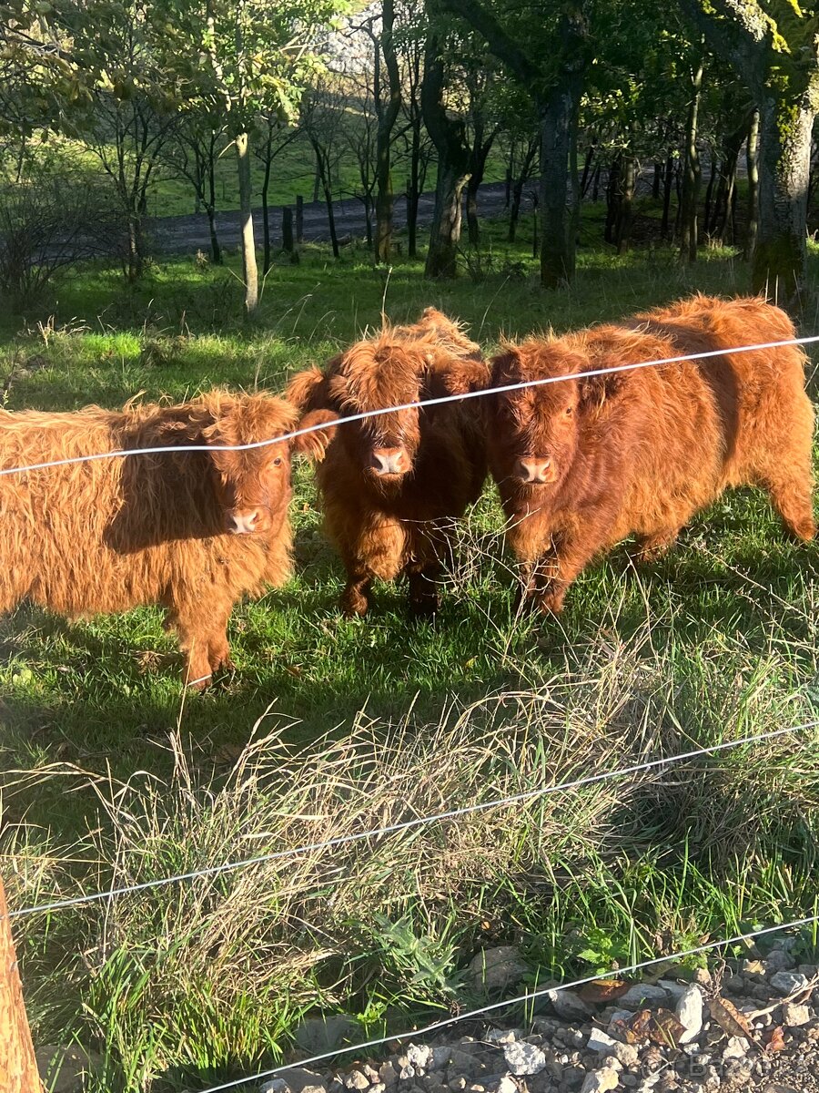 Highland telata vymenim za nepribuzne, - 2