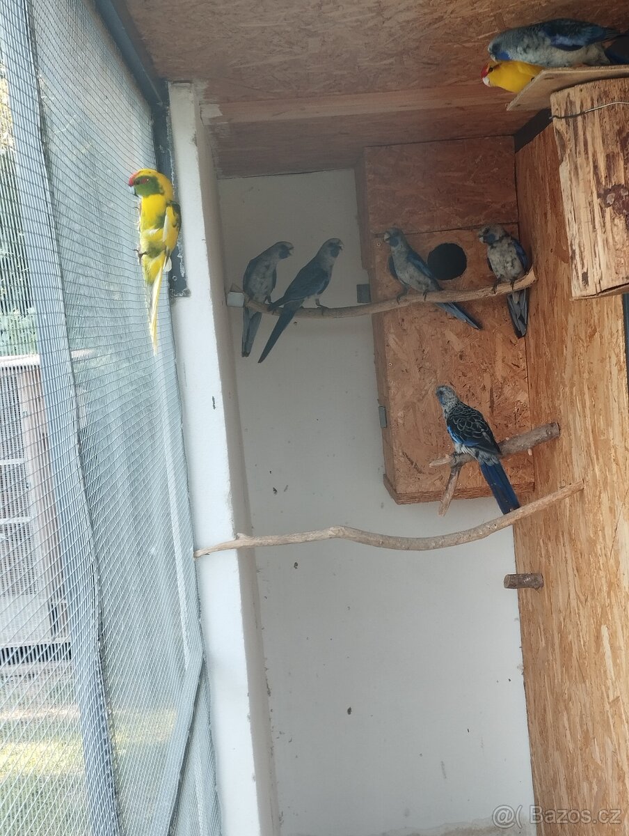 Prodám rozely, papousky nádherné - 2