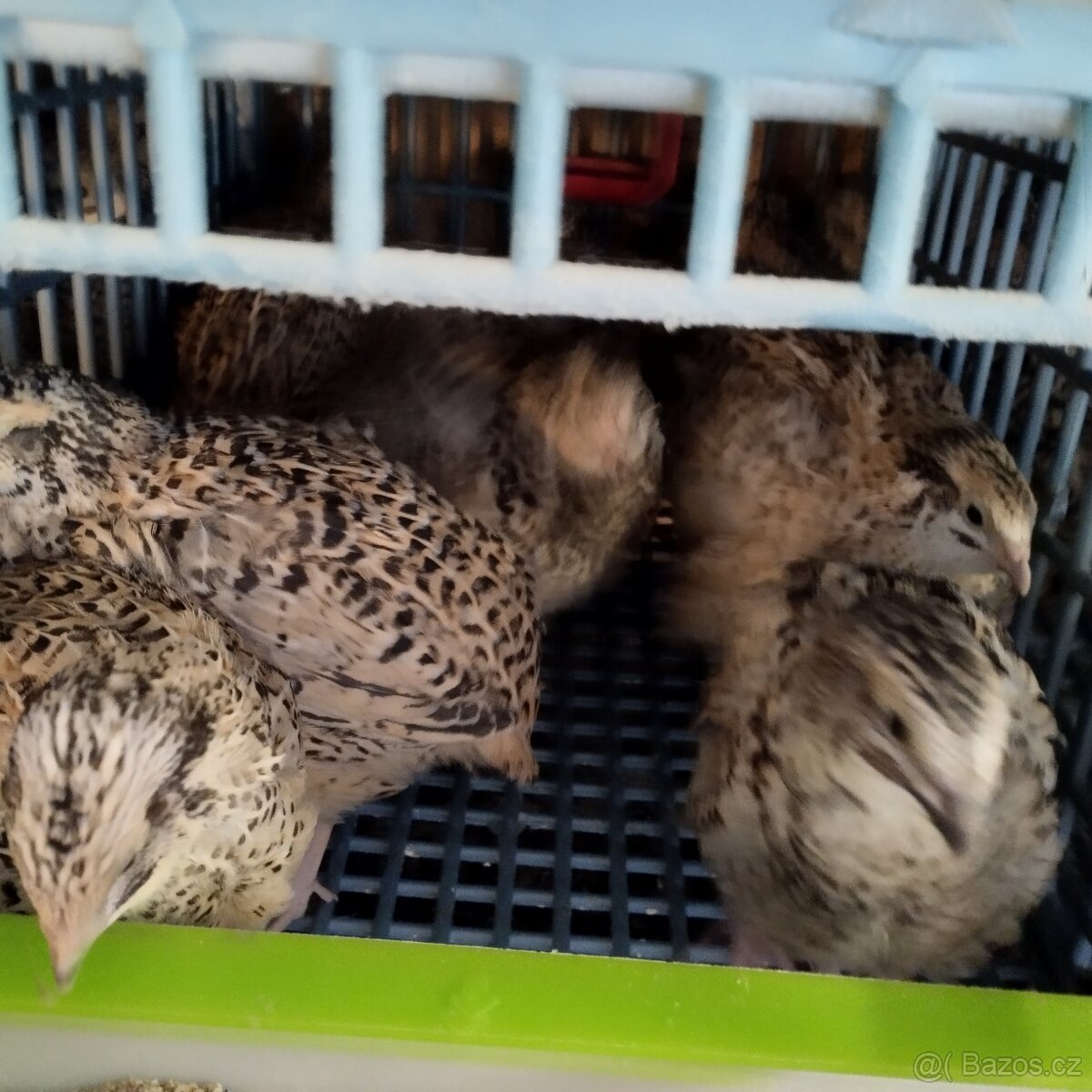 NV Japonské křepelky - 2